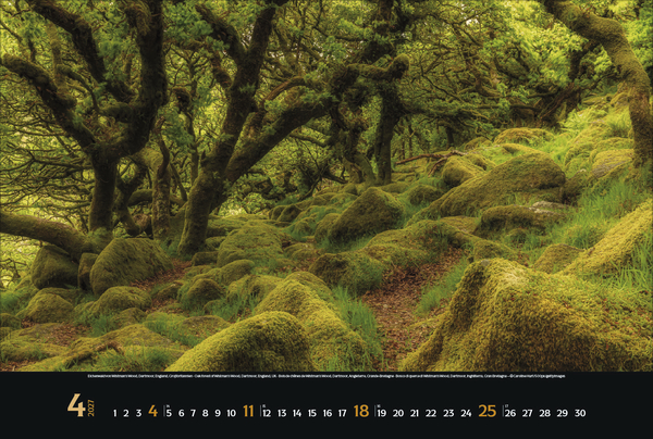 Magische W&auml;lder 2027, Innenansicht #4