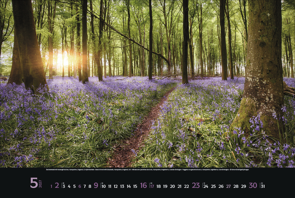 Magische W&auml;lder 2027, Innenansicht #5