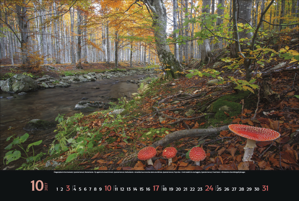 Magische W&auml;lder 2027, Innenansicht #10