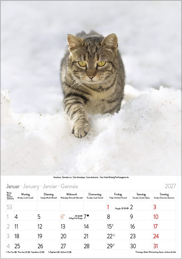 Katzen 2027, Innenansicht #1