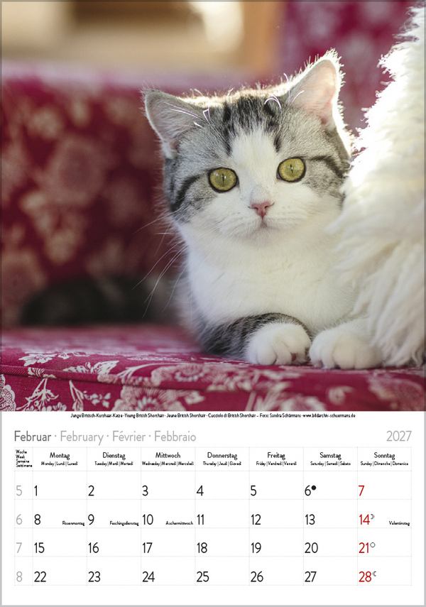 Katzen 2027, Innenansicht #2