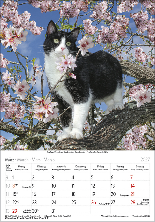 Katzen 2027, Innenansicht #3