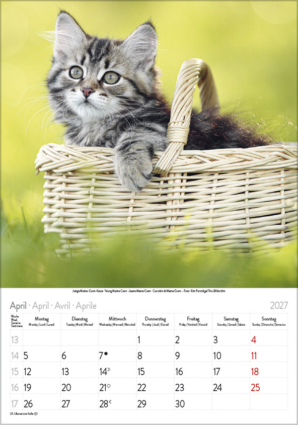 Katzen 2027, Innenansicht #4