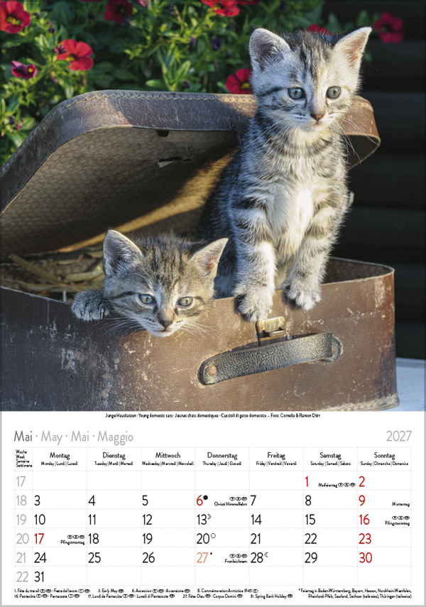 Katzen 2027, Innenansicht #5