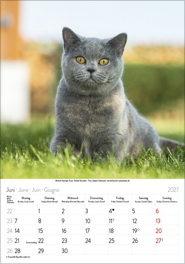 Katzen 2027, Innenansicht #6