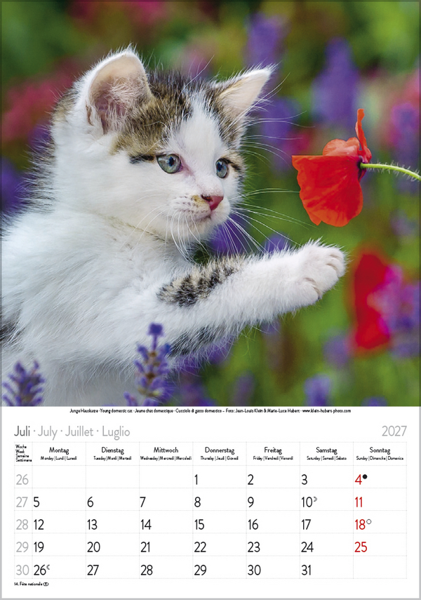 Katzen 2027, Innenansicht #7