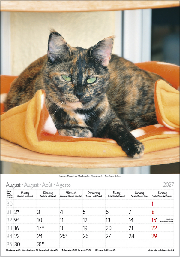 Katzen 2027, Innenansicht #8