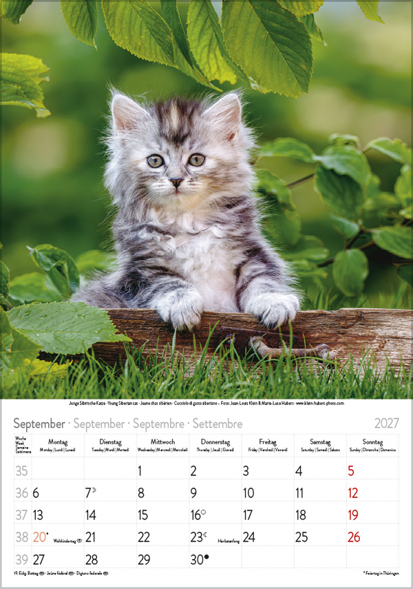 Katzen 2027, Innenansicht #9