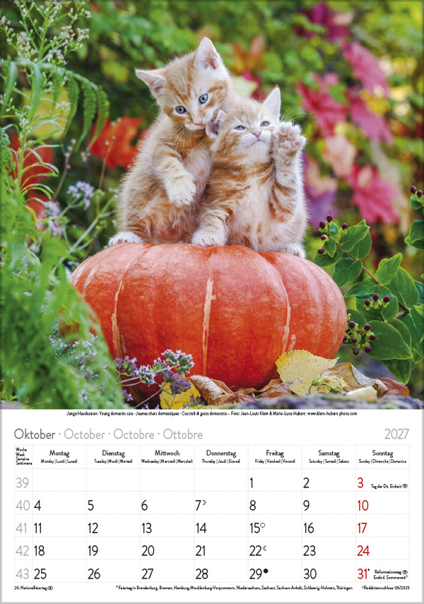 Katzen 2027, Innenansicht #10