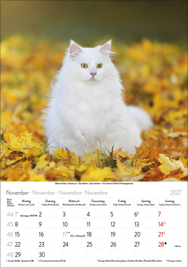 Katzen 2027, Innenansicht #11