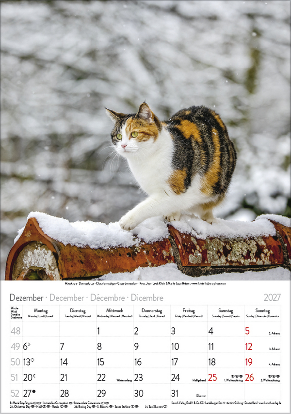 Katzen 2027, Innenansicht #12