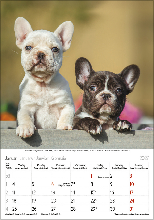 Hunde 2027, Innenansicht #1