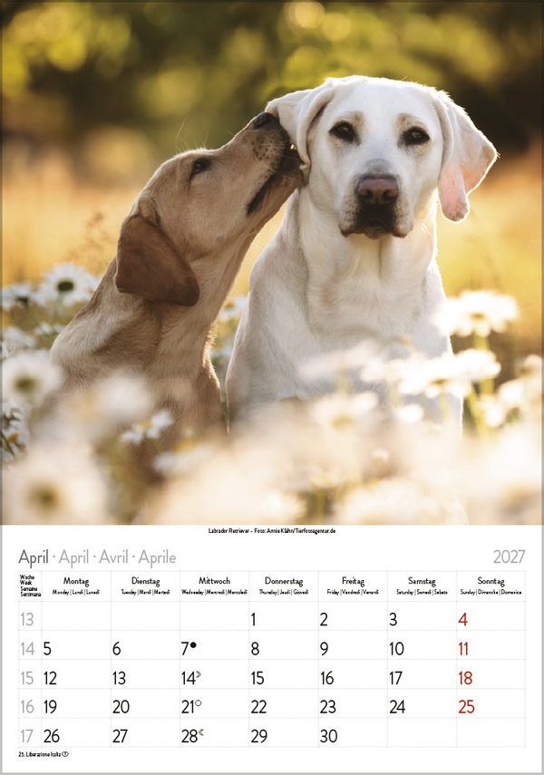 Hunde 2027, Innenansicht #4