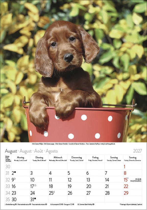 Hunde 2027, Innenansicht #8