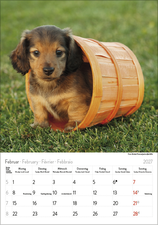 Dackel 2027, Innenansicht #2