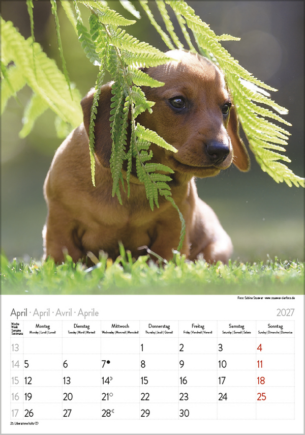 Dackel 2027, Innenansicht #4