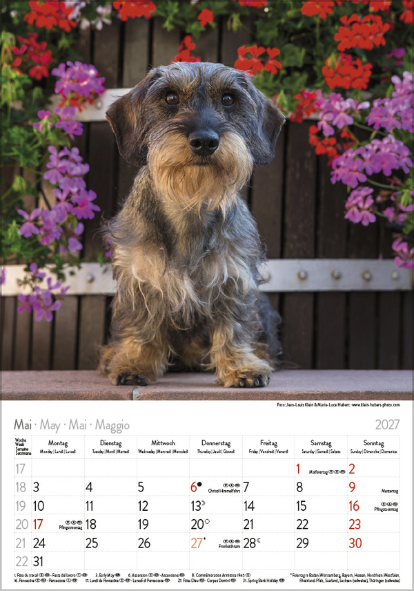 Dackel 2027, Innenansicht #5