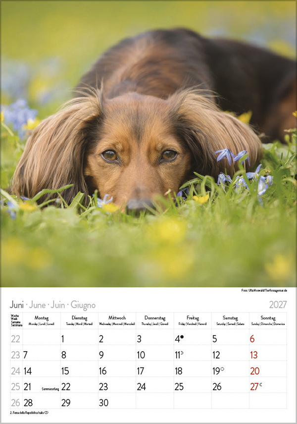 Dackel 2027, Innenansicht #6