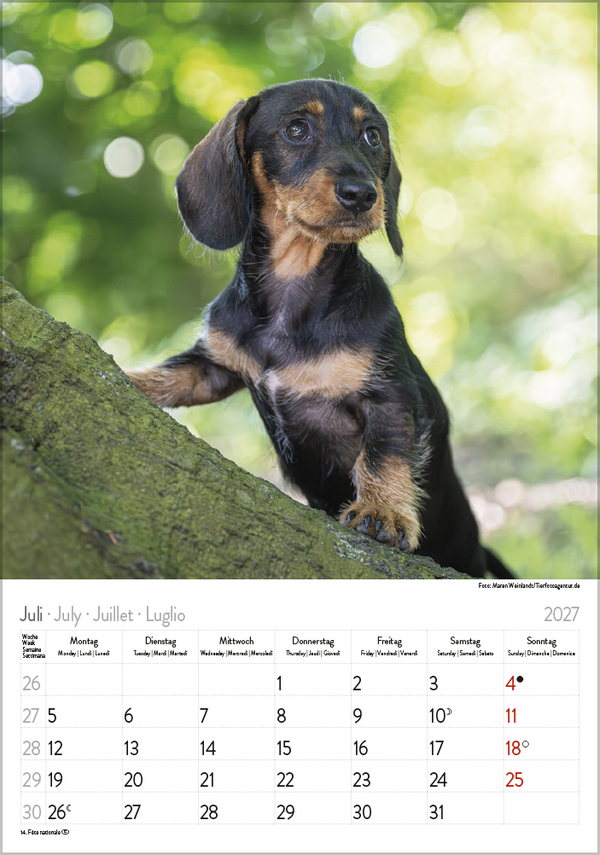 Dackel 2027, Innenansicht #7