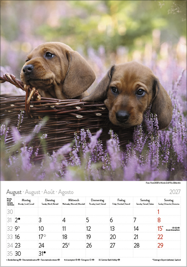 Dackel 2027, Innenansicht #8