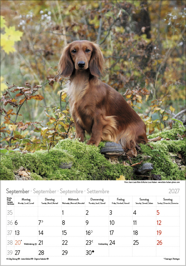 Dackel 2027, Innenansicht #9