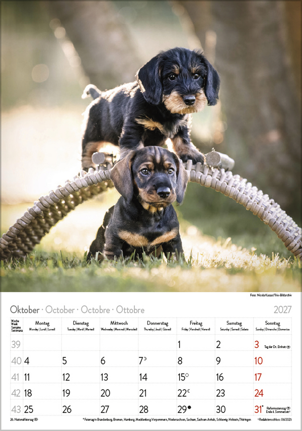 Dackel 2027, Innenansicht #10