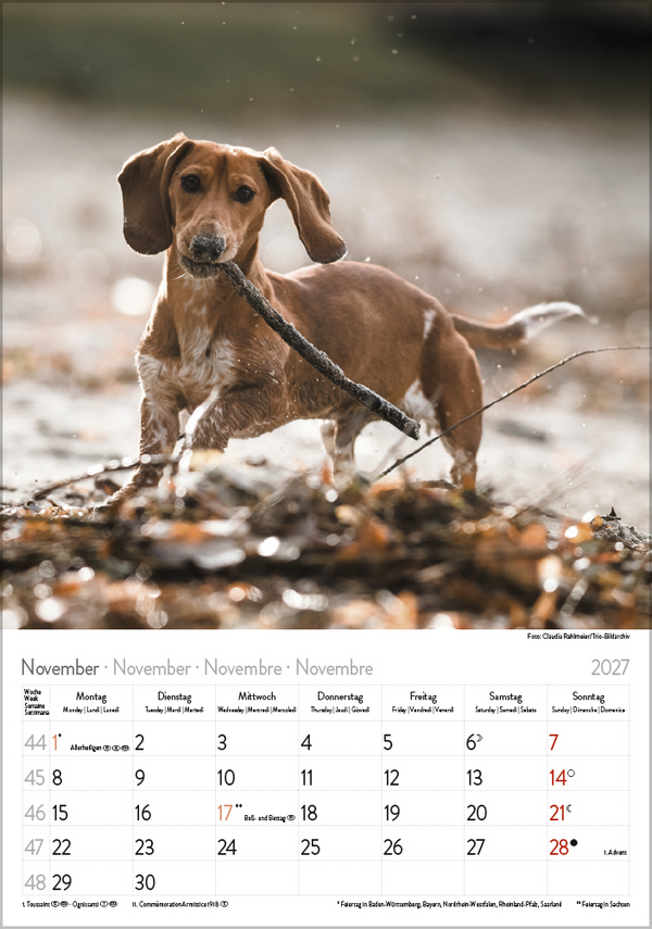 Dackel 2027, Innenansicht #11