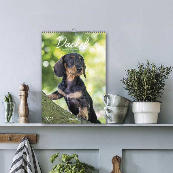 Dackel 2027, Innenansicht #16