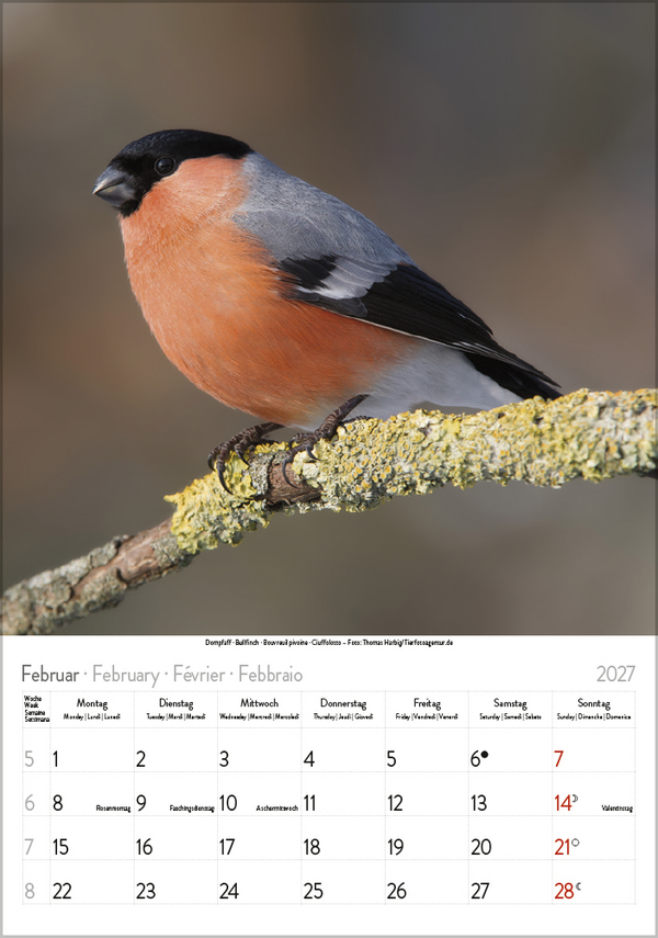 V&ouml;gel 2027, Innenansicht #2