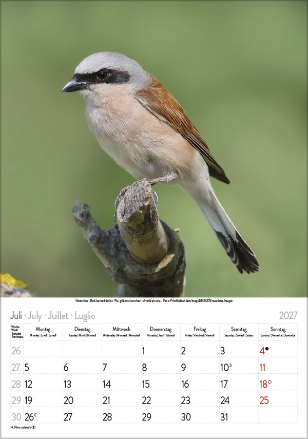 V&ouml;gel 2027, Innenansicht #7