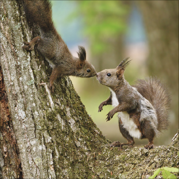 Eichh&ouml;rnchen 2027, Innenansicht #2