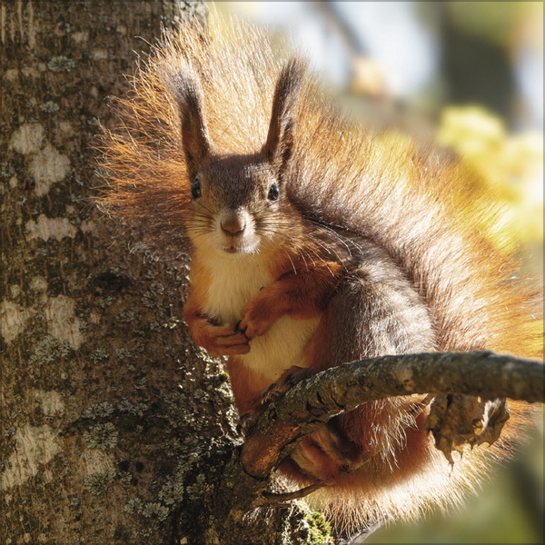 Eichh&ouml;rnchen 2027, Innenansicht #3