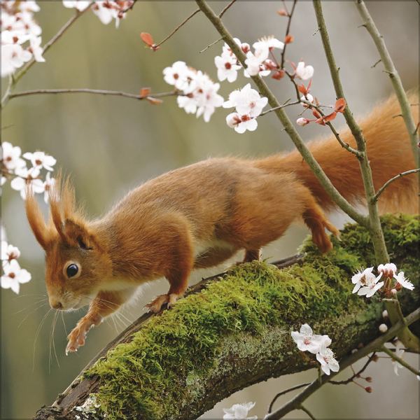 Eichh&ouml;rnchen 2027, Innenansicht #4