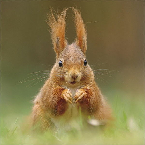 Eichh&ouml;rnchen 2027, Innenansicht #5