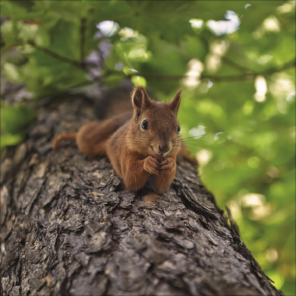 Eichh&ouml;rnchen 2027, Innenansicht #7