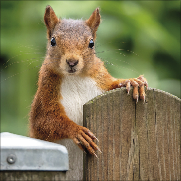 Eichh&ouml;rnchen 2027, Innenansicht #8