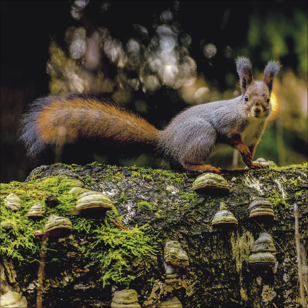 Eichh&ouml;rnchen 2027, Innenansicht #9