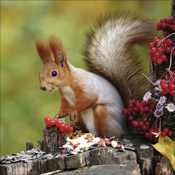 Eichh&ouml;rnchen 2027, Innenansicht #10