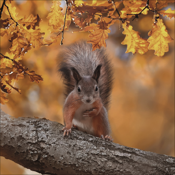 Eichh&ouml;rnchen 2027, Innenansicht #11