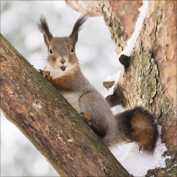 Eichh&ouml;rnchen 2027, Innenansicht #12