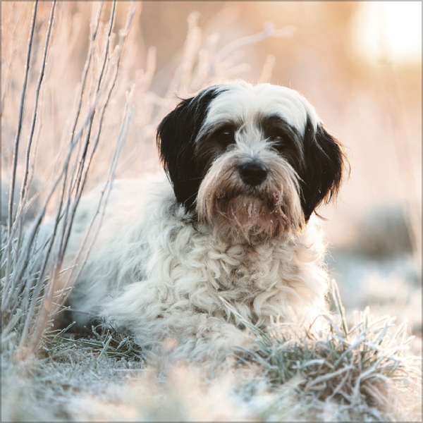 Dogs 2027, Innenansicht #2