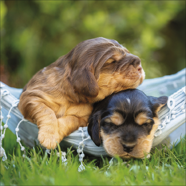 Dogs 2027, Innenansicht #3