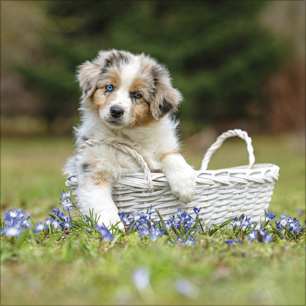 Dogs 2027, Innenansicht #5