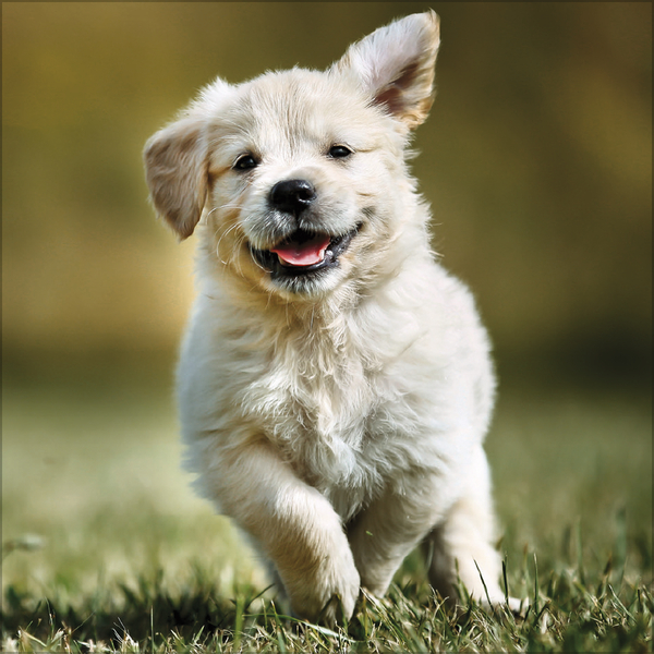 Dogs 2027, Innenansicht #6