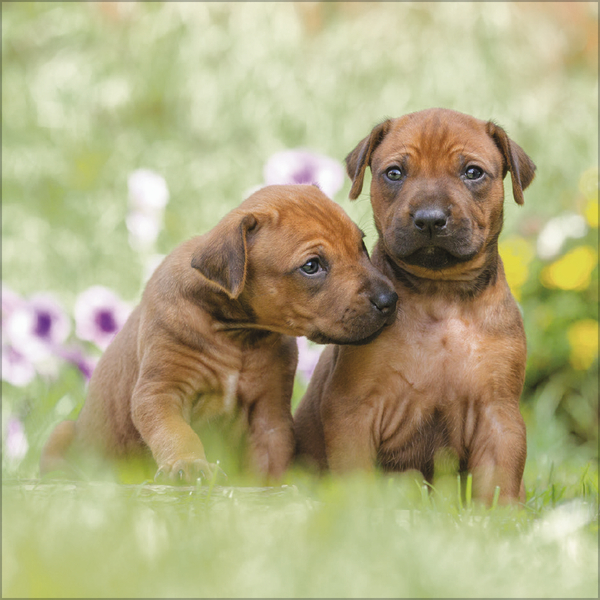 Dogs 2027, Innenansicht #7