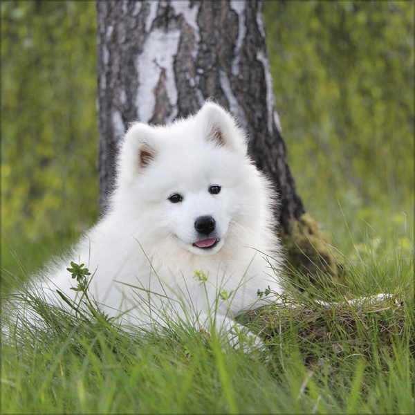 Dogs 2027, Innenansicht #8