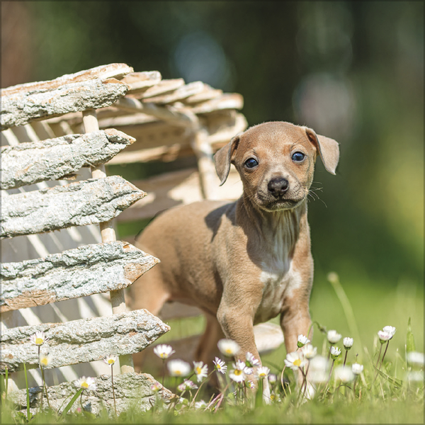 Dogs 2027, Innenansicht #9