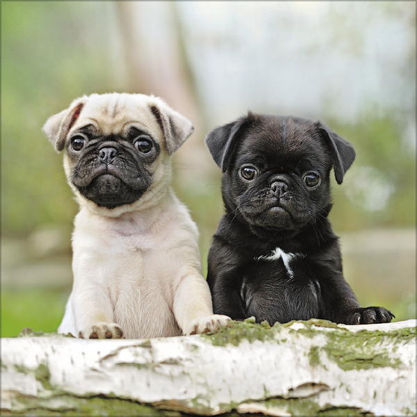 Dogs 2027, Innenansicht #10