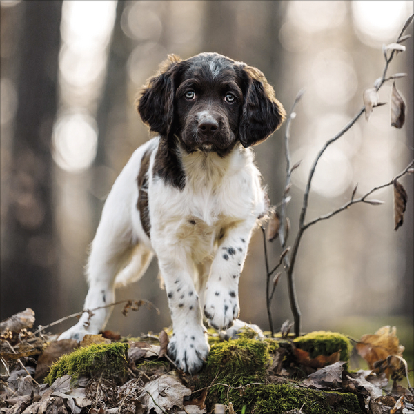 Dogs 2027, Innenansicht #11