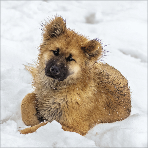 Dogs 2027, Innenansicht #12